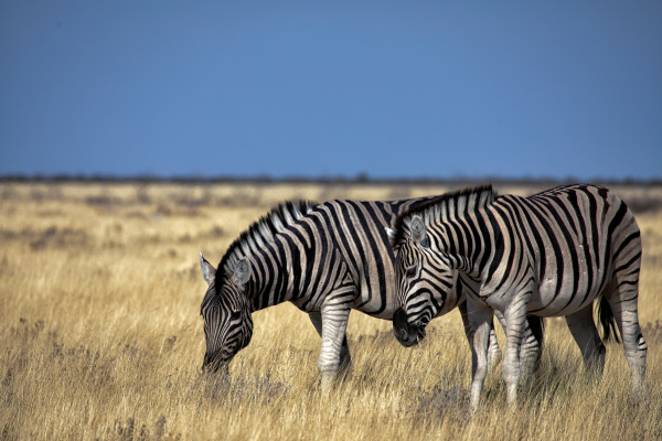 4 Days Maasai Mara & Lake Nakuru Luxury Safari Tour