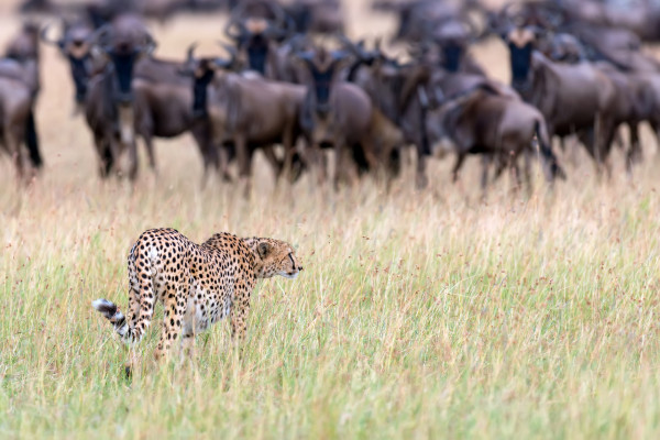 4 Days Maasai Mara flying Luxury Safari
