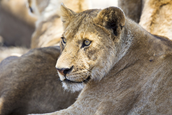 6 Days Tanzania Safari - Arusha - Tarangire – Serengeti – Ngorongoro – Arusha