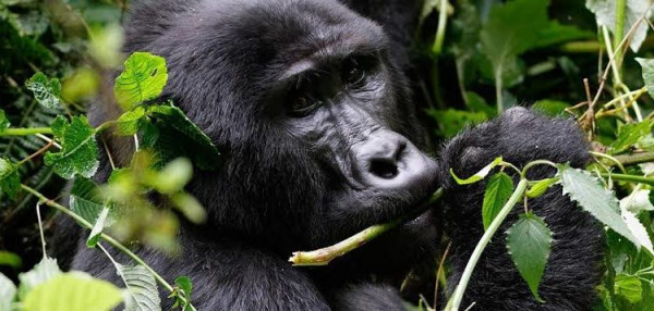 3 days Rwanda Gorilla trekking